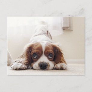 Cartão postal do adorável King Charles Cavalier Sp