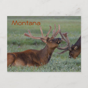 cartão postal do alce de Montana