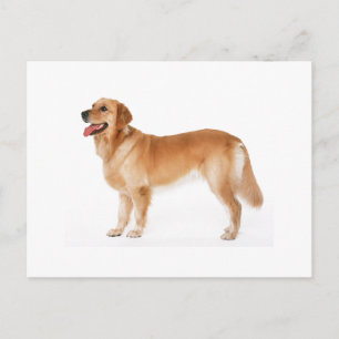 Cartão postal do Alert Golden Retriever