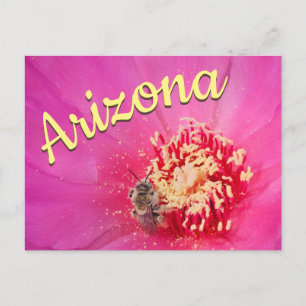 Cartão Postal do Arizona, Flor de Pera Espinhosa c