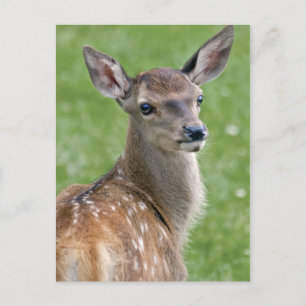 Cartão postal do Bambi