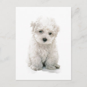 Cartão postal do Bichon Frise Fofo