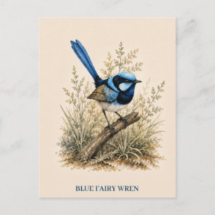 Cartão Postal do Blue Fairy Wren Edição Bush