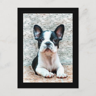 Cartão postal do Bulldog Francês