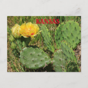 Cartão Postal do Cacto de Kansas em Flor