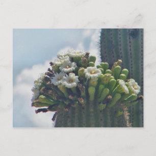 Cartão postal do cacto Saguaro em flor