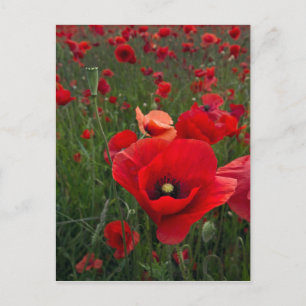 Cartão Postal do Campo de Papoulas