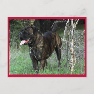 Cartão postal do Cane Corso Mastim Italiano