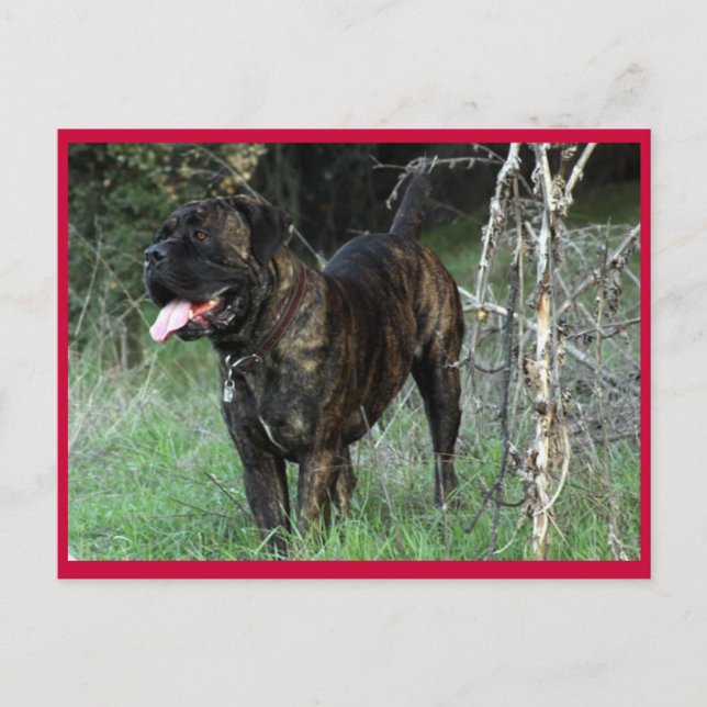 Cartão postal do Cane Corso Mastim Italiano (Frente)