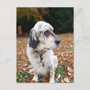 Cartão postal do cão de outono