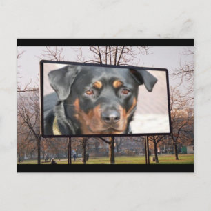 Cartão postal do cão Rottweiler
