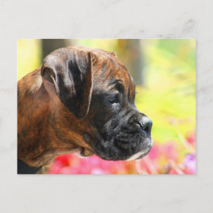 Cartão postal do cãozinho Boxer
