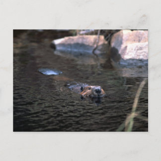Cartão postal do castor