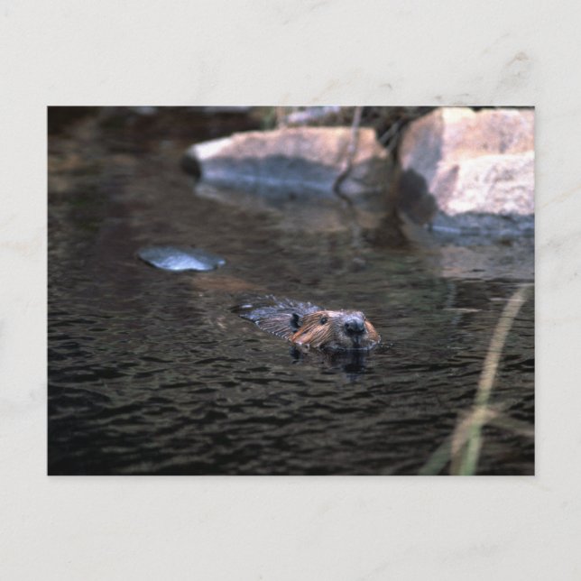 Cartão postal do castor (Frente)