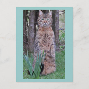 Cartão postal do Cat Meercat