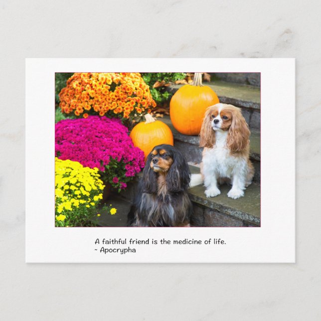 Cartão postal do Cavalier King Charles Amigo Fiel (Frente)