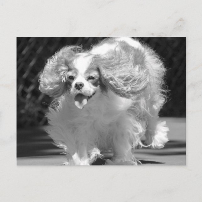 Cartão postal do Cavalier King Charles Spaniel cor (Frente)