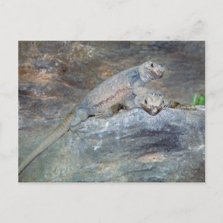 Cartão Postal do Chuckwalla de Pé