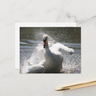 Cartão postal do cisne