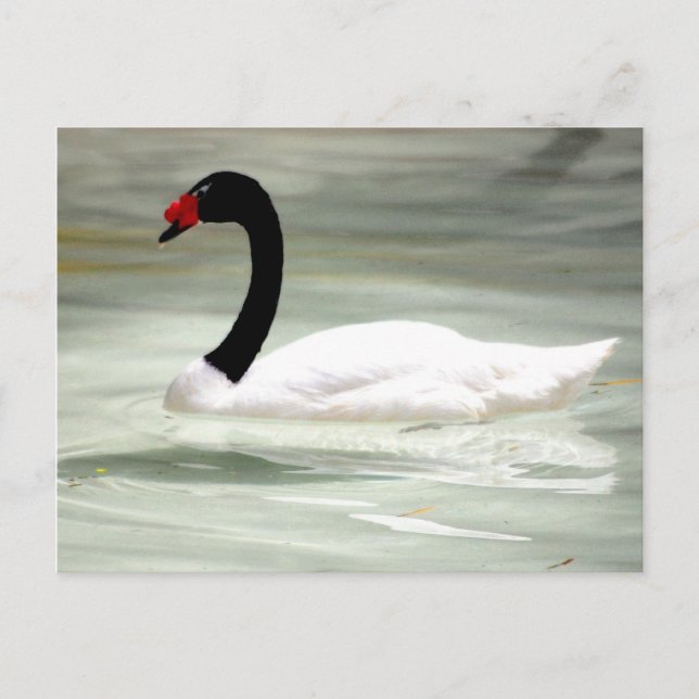Cartão postal do cisne (Frente)