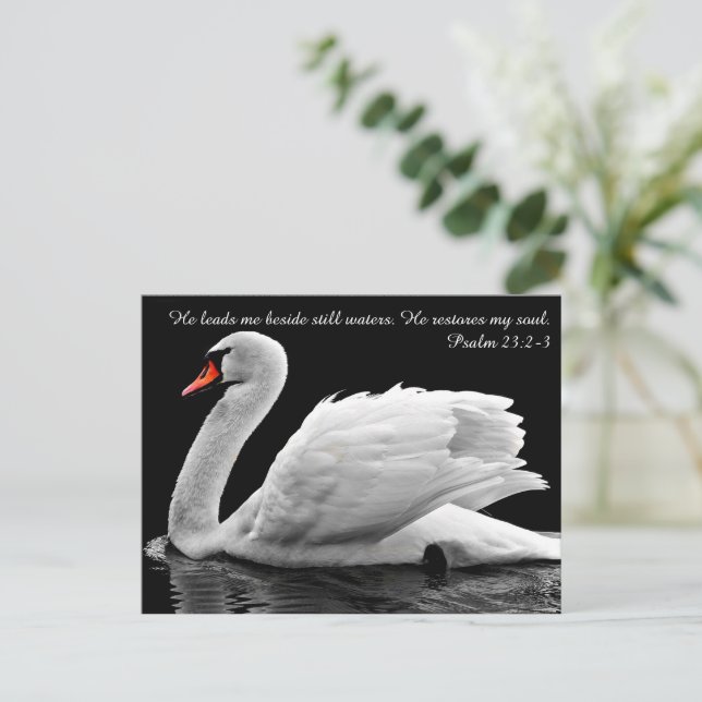 Cartão Postal do Cisne Cristão (Em pé/Frente)
