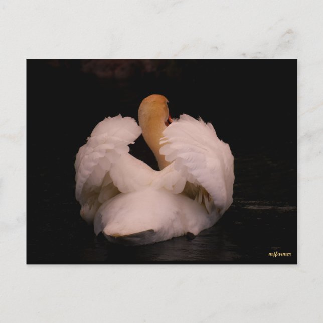 Cartão Postal do Cisne de Maui (Frente)