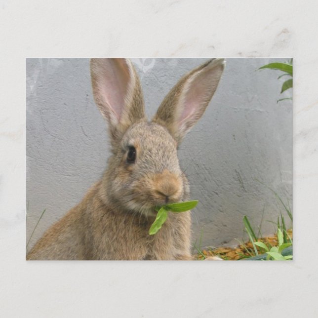 Cartão postal do coelho Cottontail (Frente)