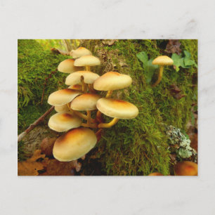 Cartão postal do cogumelo Hypholoma fasciculare