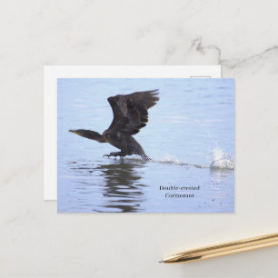 Cartão postal do cormorão de crista dupla