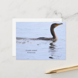 Cartão postal do Cormorão de Crista Dupla