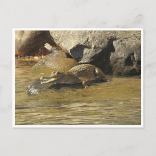 cartão postal do crocodilo água fresca