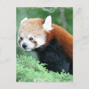 Cartão postal do curioso panda-vermelho