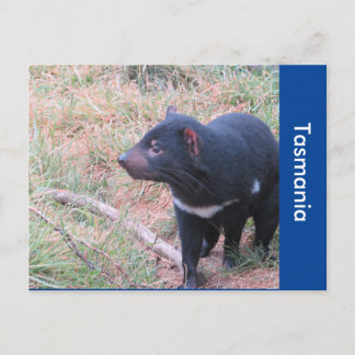 Cartão Postal do Diabo da Tasmânia
