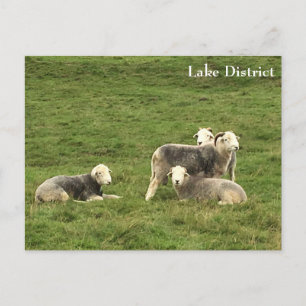 Cartão postal do distrito de Herdwick Sheep Lake