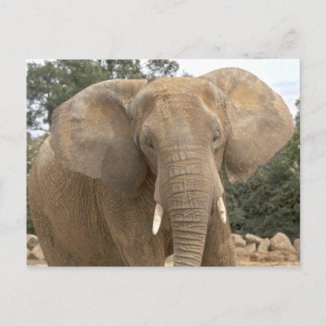 Cartão postal do Dumbo (Frente)