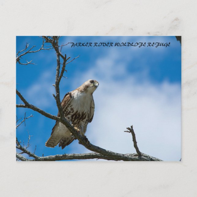Cartão Postal do Falcão à Caça (Frente)