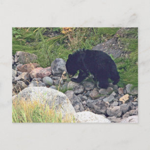 Cartão postal do filhote de urso preto
