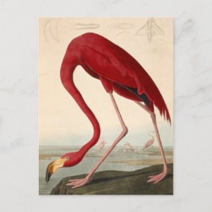 Cartão postal do flamingo-vermelho de Audubon