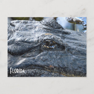 Cartão postal do Florida Gator