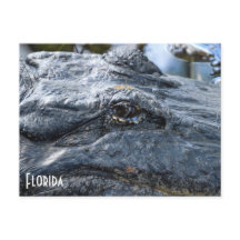 Cartão postal do Florida Gator
