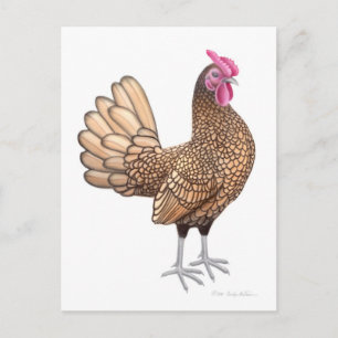 Cartão postal do Galo Sebright Bantam