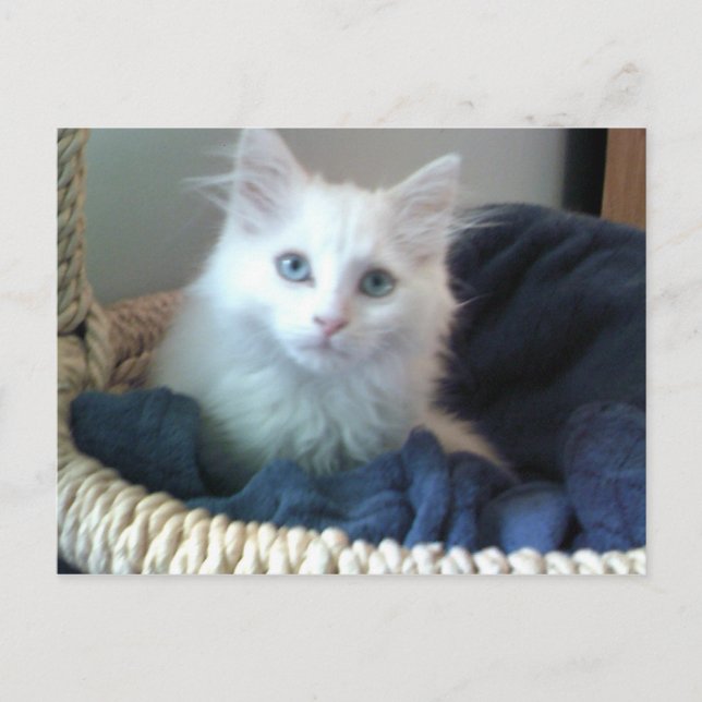 Cartão postal do gatinho Albi (Frente)