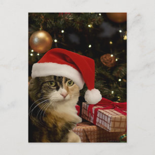 Cartão Postal do Gatinho Santa Tricolor
