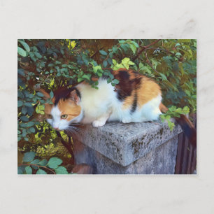 Cartão Postal do Gato