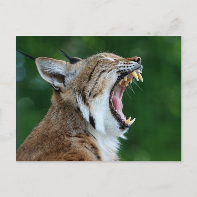 Cartão postal do gato-bravo bocejando (Frente)