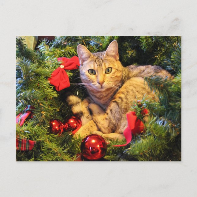 cartão postal do gato de árvore de natal (Frente)