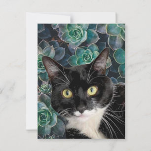 Cartão Postal do Gato Maluco