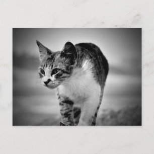 cartão postal do gato que procura