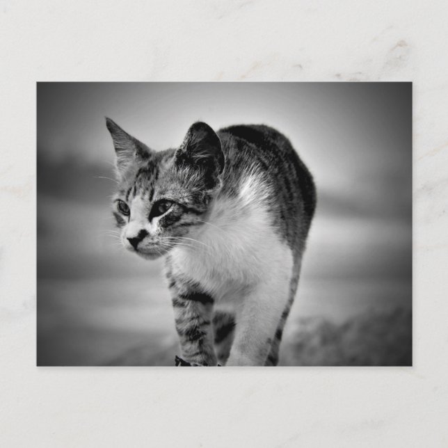 cartão postal do gato que procura (Frente)