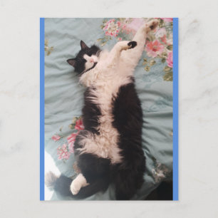 Cartão postal do gato Tuxedo fofo fazendo uma danç